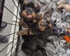 Cockapoo