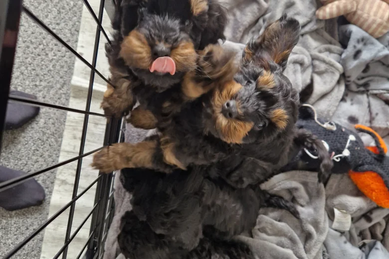 Cockapoo