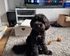 Cockapoo