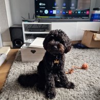 Cockapoo