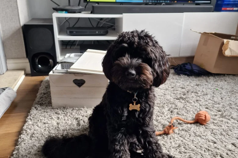 Cockapoo