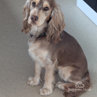 Cockapoo - Both