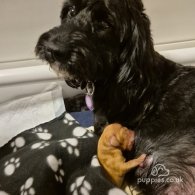 Cockapoo - Both