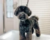 Cockapoo