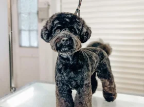 Cockapoo