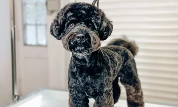 Cockapoo