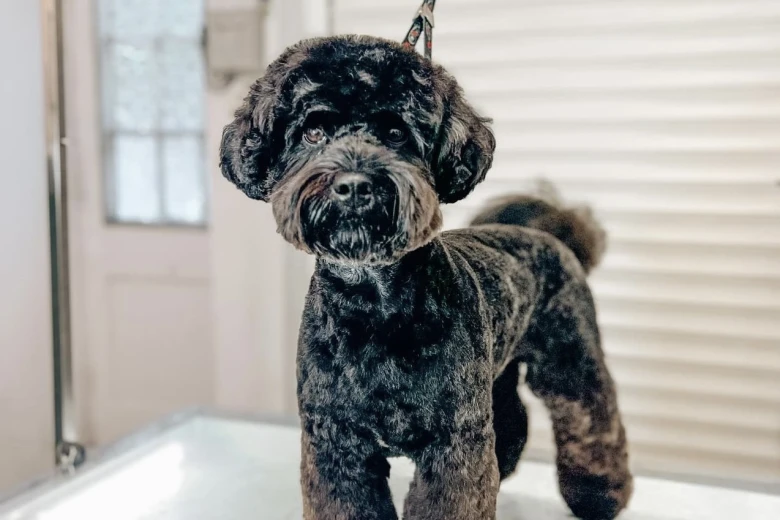 Cockapoo