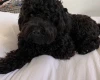 Cockapoo