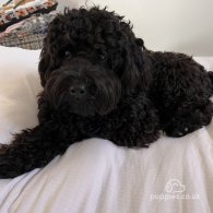 Cockapoo