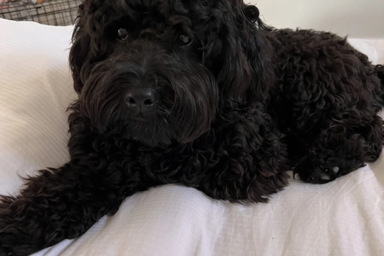 Cockapoo