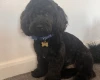 Cockapoo