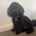 Cockapoo