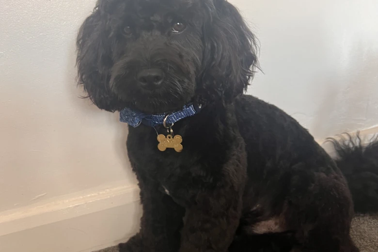 Cockapoo