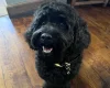 Cockapoo