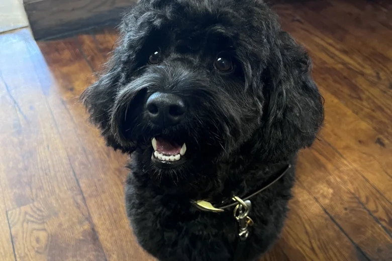 Cockapoo