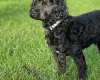 Cockapoo