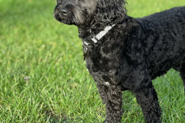 Cockapoo