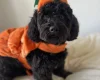 Cockapoo
