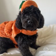 Cockapoo