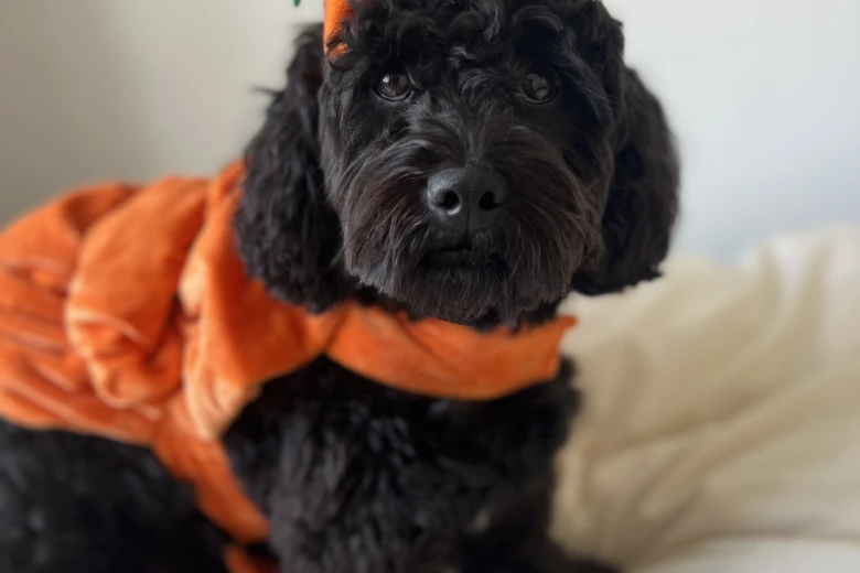 Cockapoo