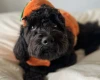Cockapoo