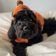 Cockapoo