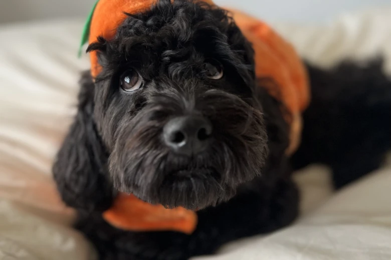 Cockapoo
