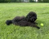 Cockapoo