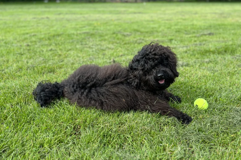 Cockapoo