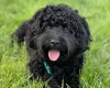 Cockapoo
