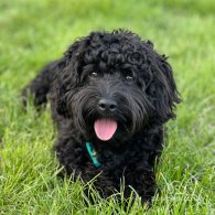 Cockapoo