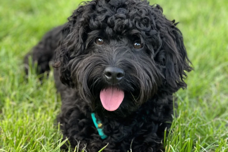 Cockapoo