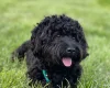 Cockapoo