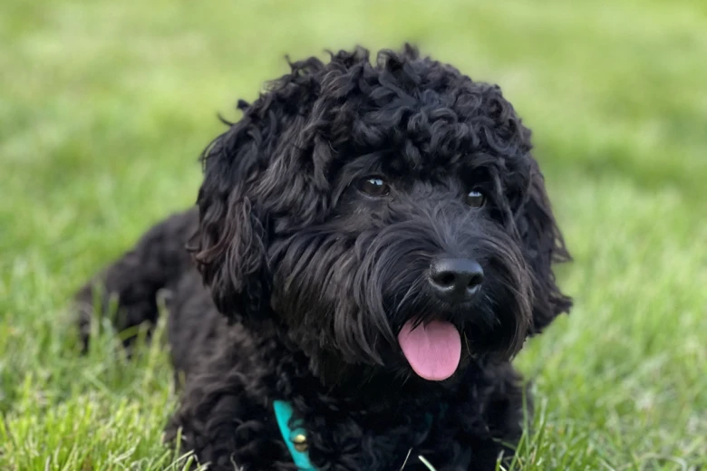 Cockapoo