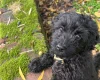 Cockapoo