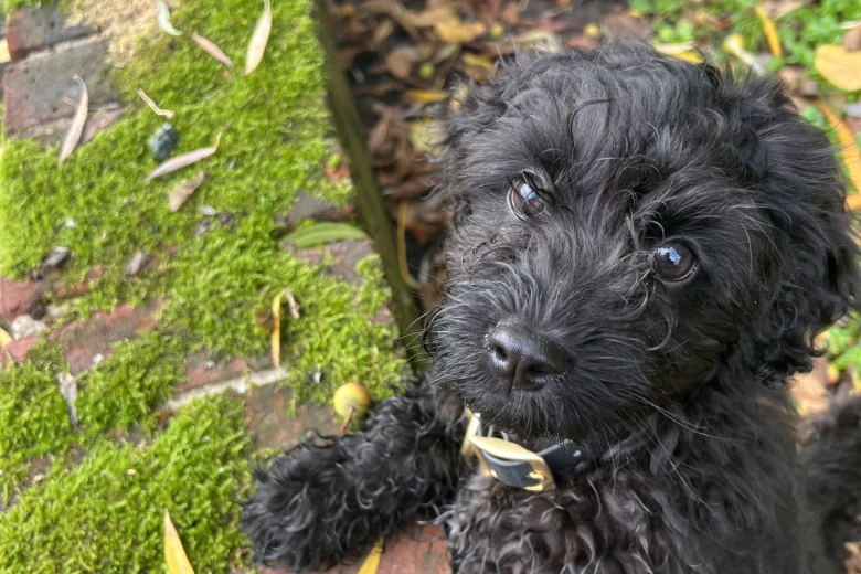 Cockapoo