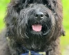 Cockapoo