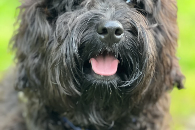 Cockapoo