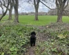 Cockapoo