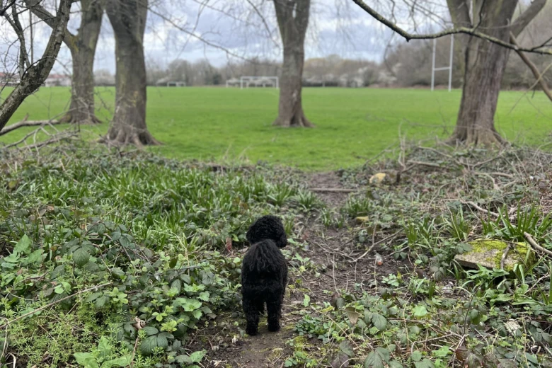 Cockapoo