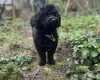Cockapoo