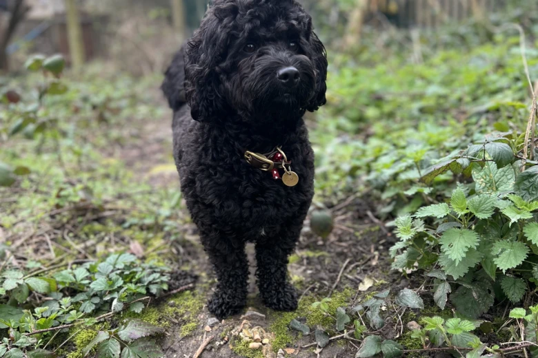 Cockapoo