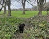 Cockapoo