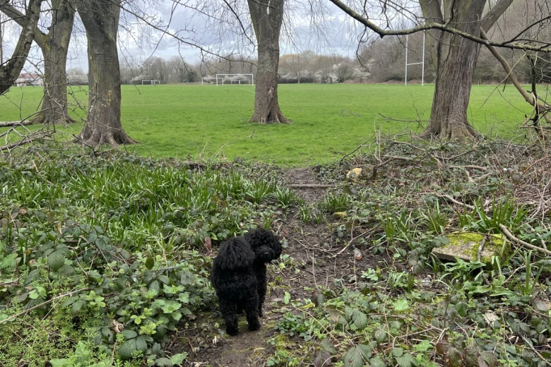 Cockapoo