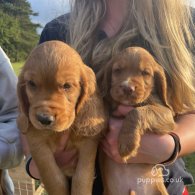 Cocker Spaniel (Working & Show) - Dogs