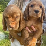 Cocker Spaniel (Working & Show) - Dogs