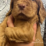 Cocker Spaniel (Working & Show) - Dogs