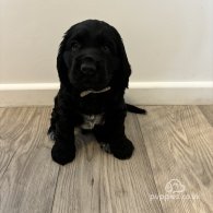 Cocker Spaniel (Working & Show) - Both