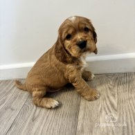 Cocker Spaniel (Working & Show) - Both