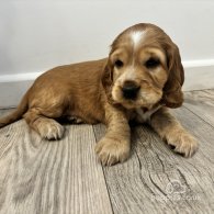 Cocker Spaniel (Working & Show) - Both